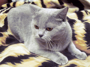 лиловая шотландская короткошерстная кошка