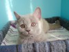 Фото британских котят второго помета Mystic Margo и Magic Richi