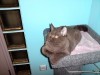 Фото британских котят второго помета Mystic Margo и Magic Richi