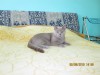 Фото алиментного котенка Ларсона
