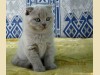Фото котят 1-го помета Annabelle Bastet Mystery