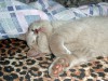 Лиловый британский кот Adam Bastet Mystery