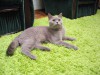 Лиловая британская кошка Amanda Bastet Mystery