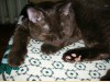 Британский шоколадный кот Bounty Bastet Mystery