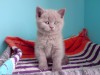 Лиловый британский кот Byte Bastet Mystery