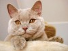 Лиловый британский кот Byte Bastet Mystery