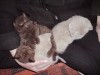 Фото британских котят первого помета Mystic Margo и Magic Richi