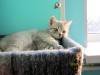 Фото алиментного котенка Ориона