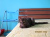 Фото котят 1-го помета Annabelle Bastet Mystery