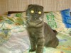 Шотландская вислоухая шоколадная кошка Cassandra Bastet Mystery (5 месяцев)