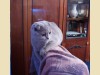 Шотландская вислоухая лиловая кошка Calypso Bastet Mystery (4 месяца)