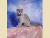 Шотландская вислоухая лиловая кошка Calypso Bastet Mystery (5 месяцев)