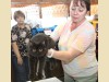Шотландская короткошерстная шоколадная кошка Cleopatra Bastet Mystery (10 месяцев)