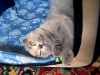 Шотландская вислоухая лиловая кошка Calypso Bastet Mystery (10 месяцев)