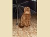 Шотландская вислоухая шоколадная кошка Cassandra Bastet Mystery (10 месяцев)