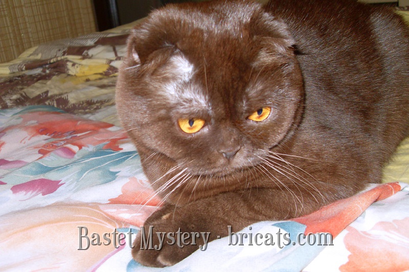 Шотландская вислоухая шоколадная кошка Cassandra Bastet Mystery -  Британские котята, британские кошки, коты, купить котенка, продажа котят