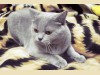 Шотландская короткошерстная кошка Cassiopeia Bastet Mystery (1 год)