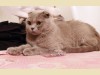 Шотландская вислоухая лиловая кошка Calypso Bastet Mystery (1 год)