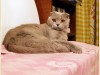 Шотландская вислоухая лиловая кошка Calypso Bastet Mystery (1 год)