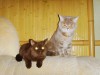 Британская шоколадная кошка Dara Bastet Mystery (7 месяцев)