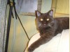 Британская шоколадная кошка Dara Bastet Mystery (7 месяцев)