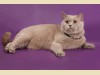 Лиловая британская кошка Amanda Bastet Mystery
