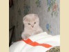 Фото шотландских котят второго помета GICH Cleopatra Bastet Mystery