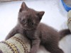 Фото шотландских котят Gloriya Bastet Mystery