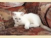 Фото британских котят шоколадной кошки Francesca Bastet Mystery