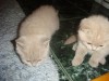 Фото британских котят от Ричи и Сони