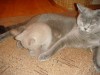 Фото британских котят от Ричи и Сони